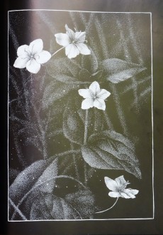 Extrait de (AUT) Caillon - Images du pays d'Aulge