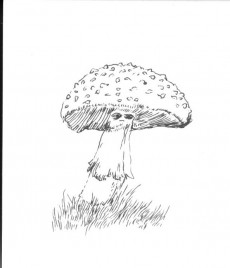 Extrait de Fungidelic