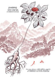 Extrait de Ginseng Roots