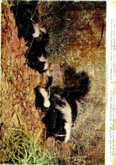 Verso de Indian Chief (1951) -8- Issue # 8