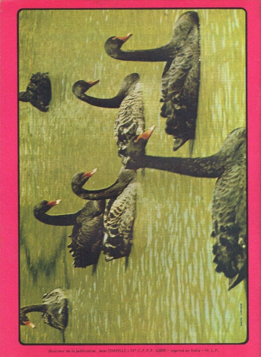 Verso