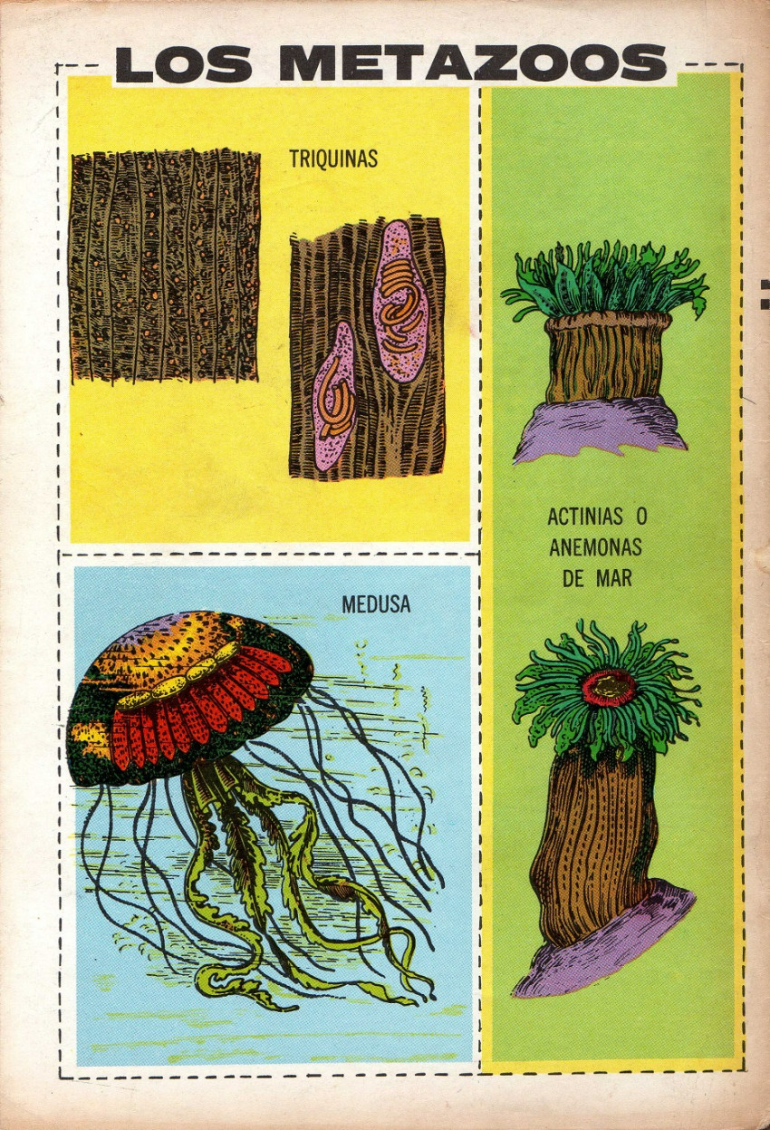 Verso