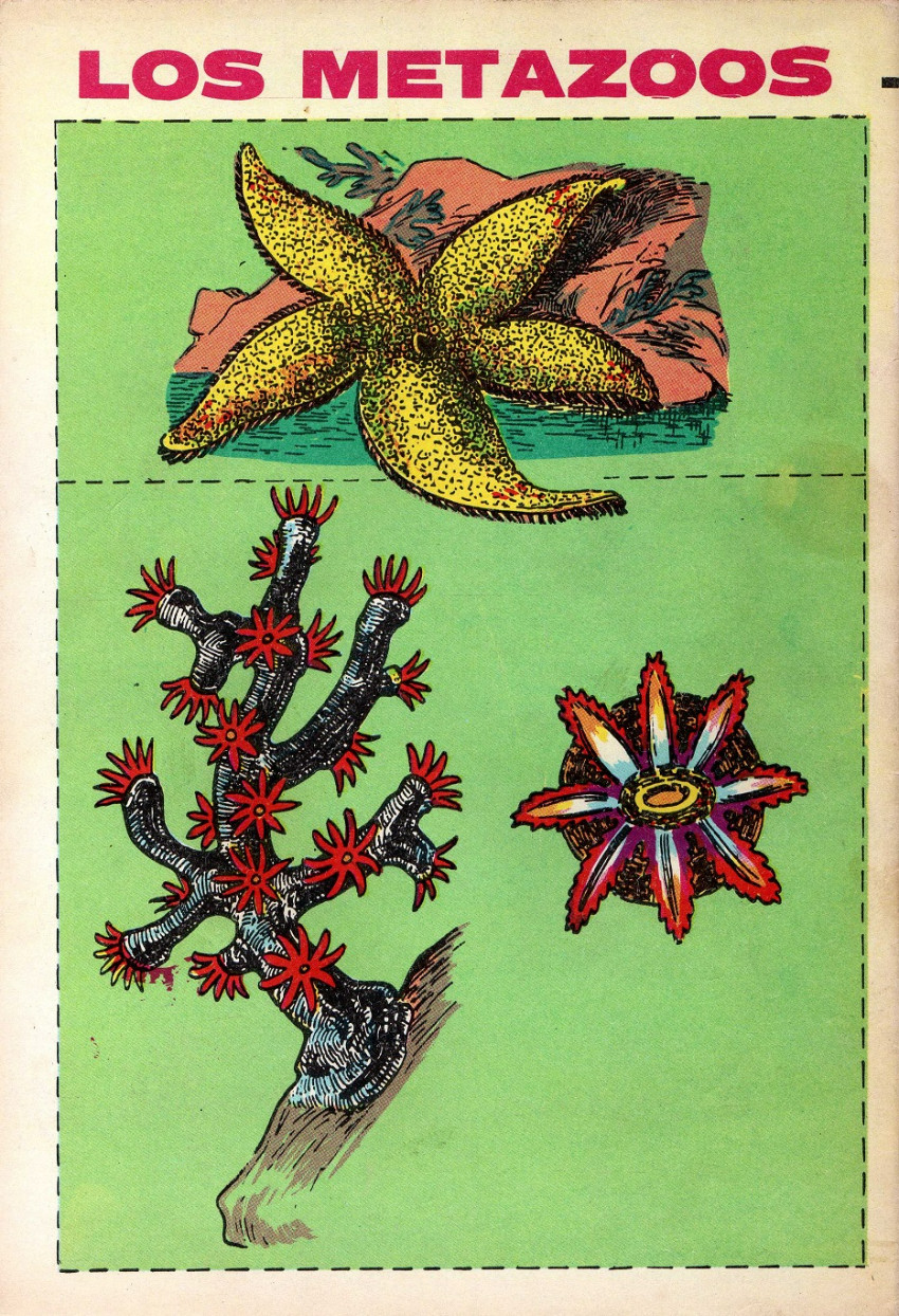 Verso